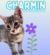 Charmin