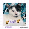 Peanut