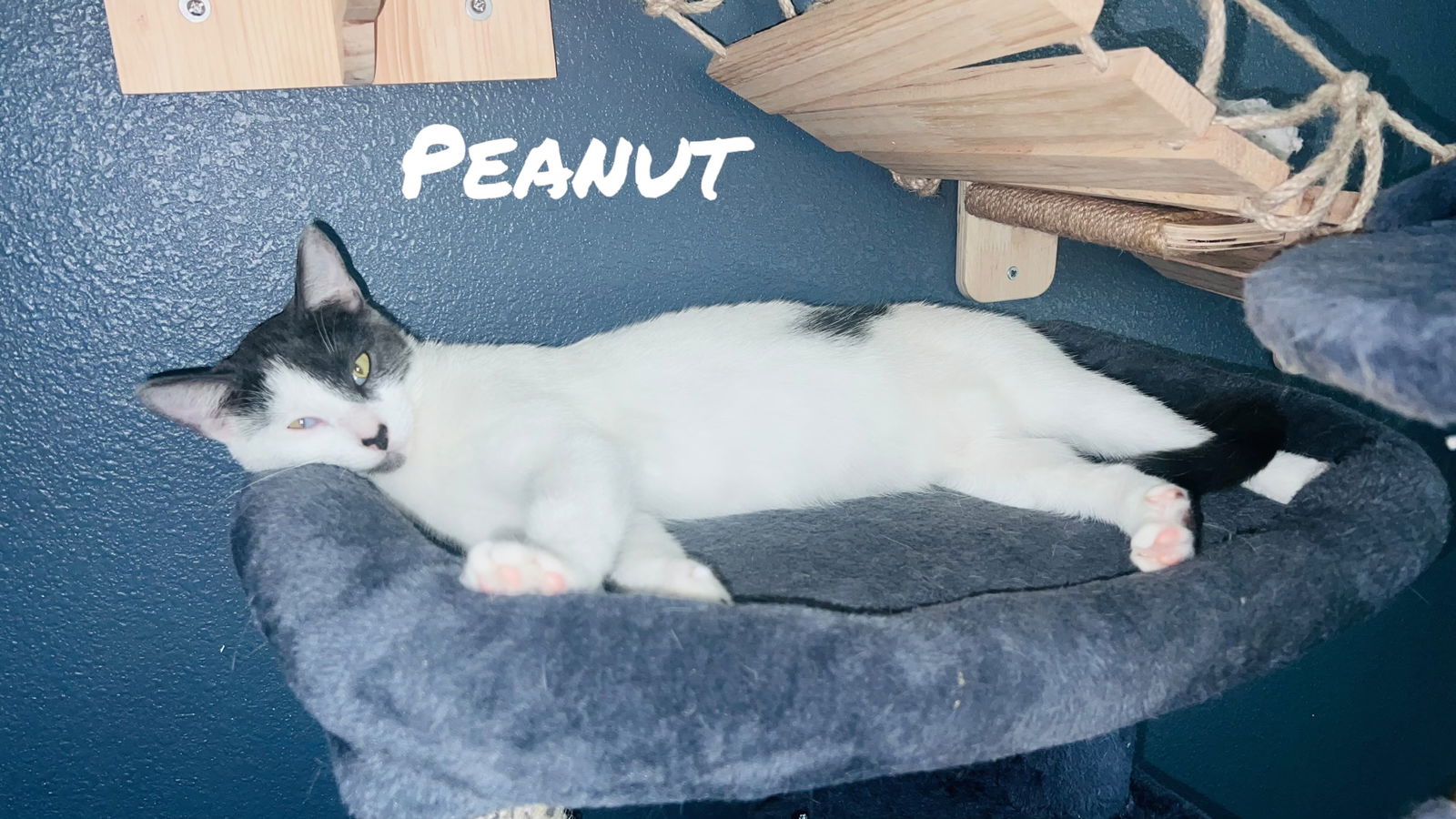 adoptable Cat in Pensacola, FL named Peanut