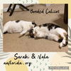 adoptable Cat in  named A bonded pair of Calicos, Nala & Sarabi