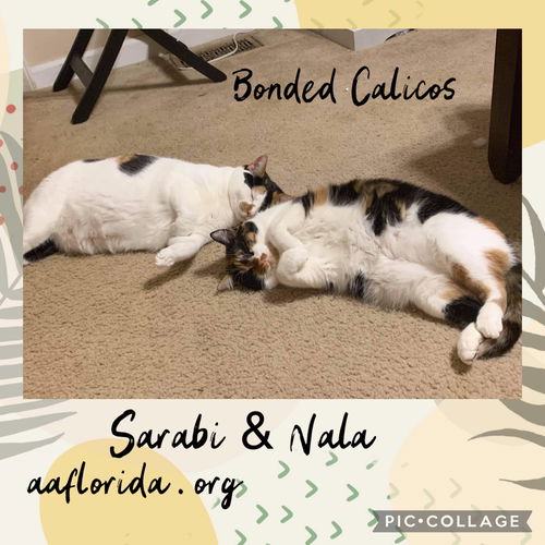 A bonded pair of Calicos, Nala & Sarabi