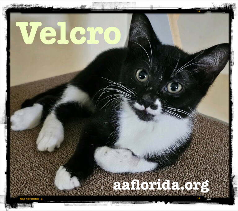 adoptable Cat in Pensacola, FL named Velcro