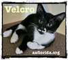 adoptable Cat in Pensacola, FL named Velcro