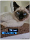 Simon siamese 5/2024