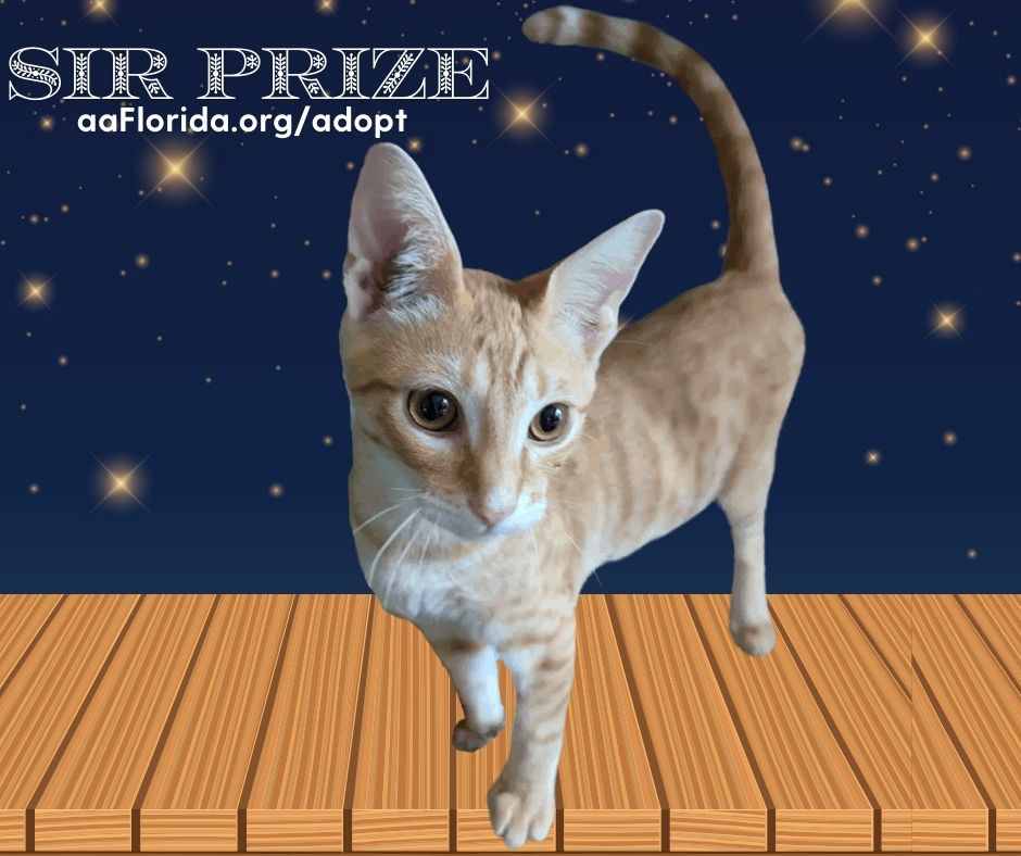 adoptable Cat in Pensacola, FL named Sir Prize