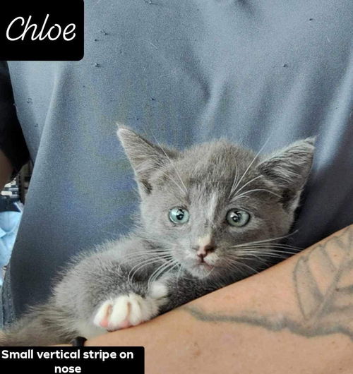 Chloe