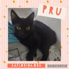 adoptable Cat in Pensacola, FL named Pru