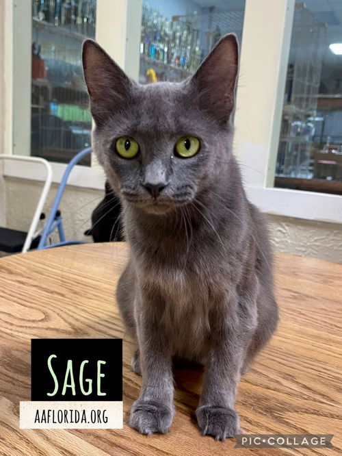 Sage