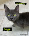 Sage