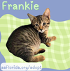 adoptable Cat in  named Frankie