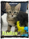 adoptable Cat in Pensacola, FL named Bam Bam