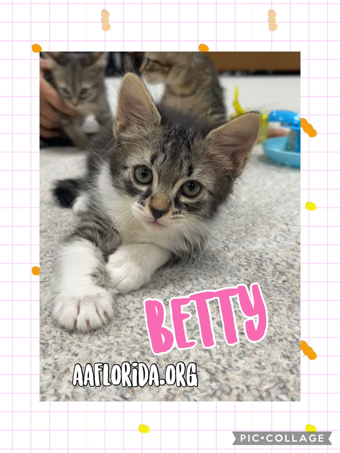 adoptable Cat in Pensacola, FL named Betty