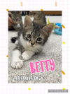 adoptable Cat in  named Betty