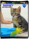 adoptable Cat in Pensacola, FL named Barney