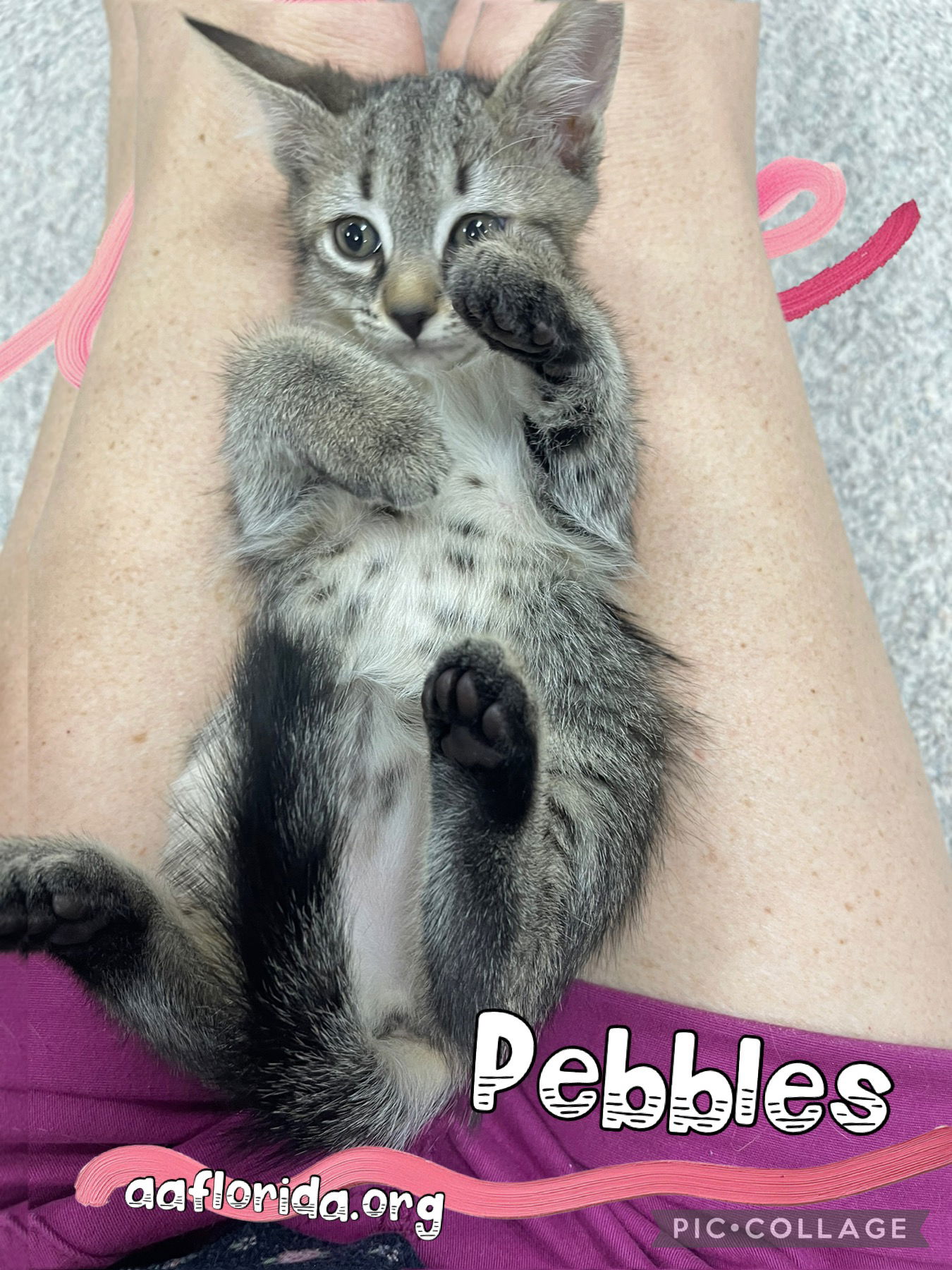 adoptable Cat in Pensacola, FL named Pebbles