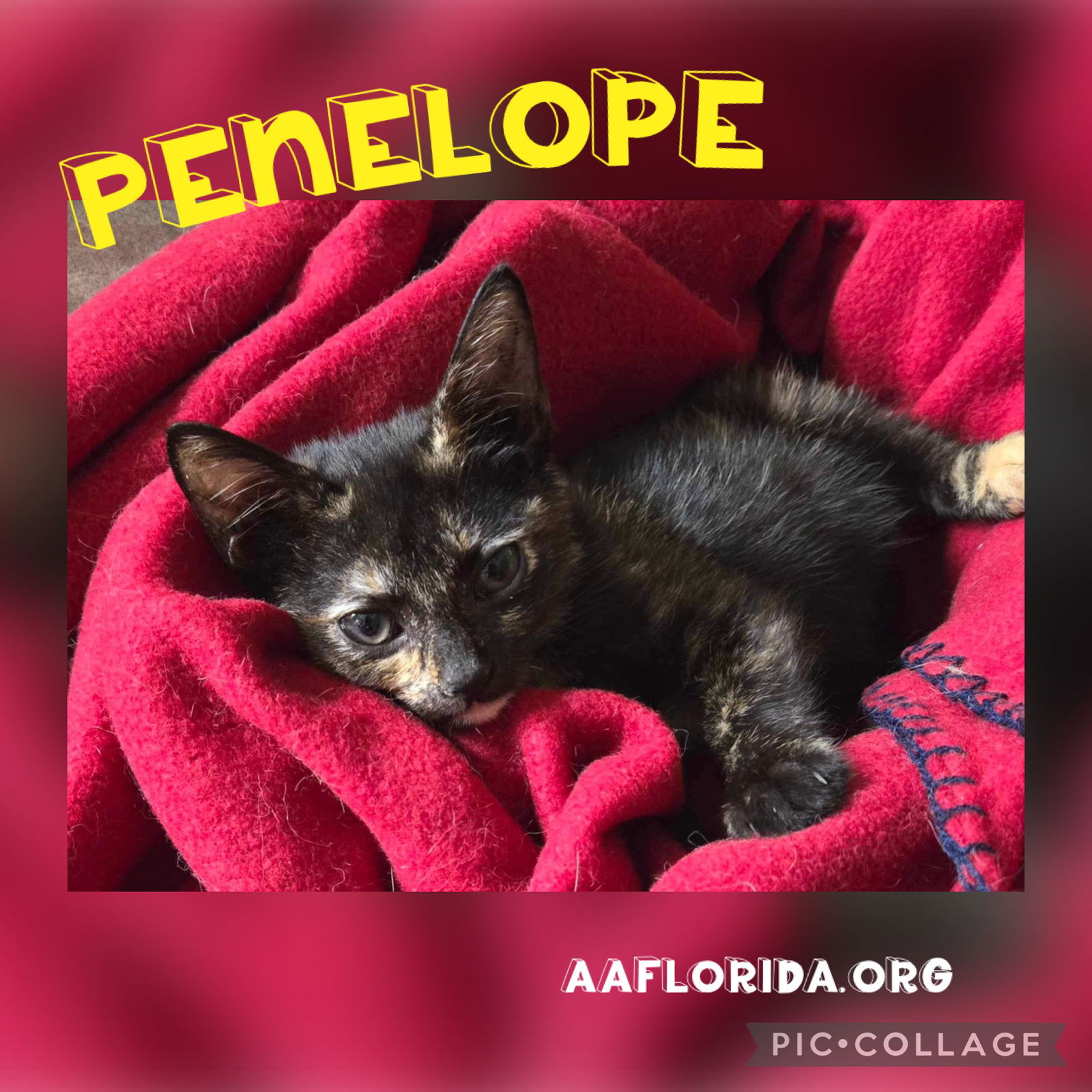 adoptable Cat in Pensacola, FL named Penelope