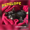 adoptable Cat in  named Penelope