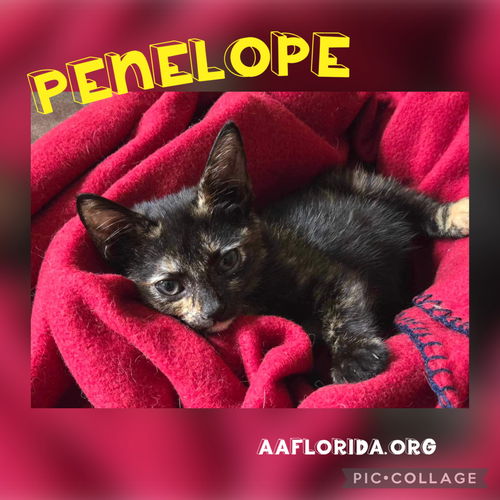 Penelope