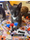 adoptable Cat in Pensacola, FL named Fred