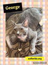 adoptable Cat in Pensacola, FL named George