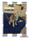 adoptable Cat in  named Franklin