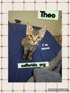 adoptable Cat in  named Theodore