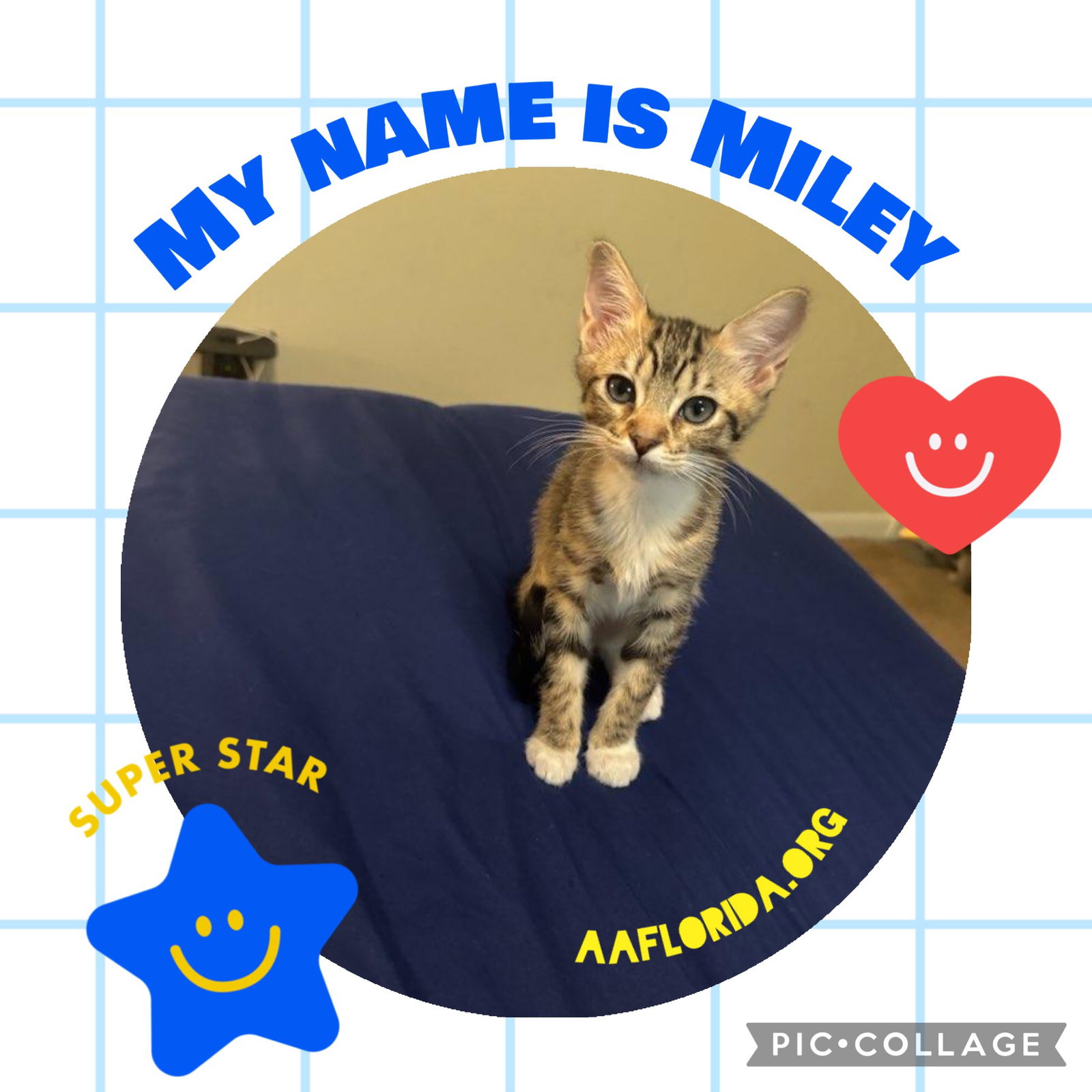 adoptable Cat in Pensacola, FL named Miley