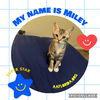 adoptable Cat in  named Miley