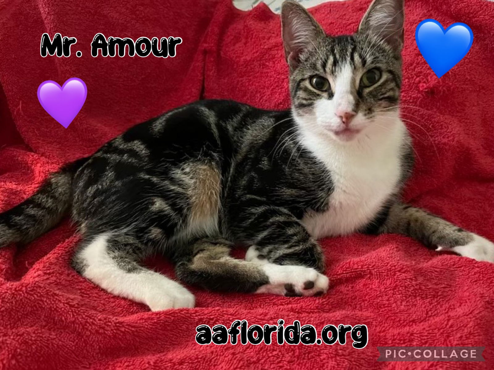 adoptable Cat in Pensacola, FL named Mr. Amour