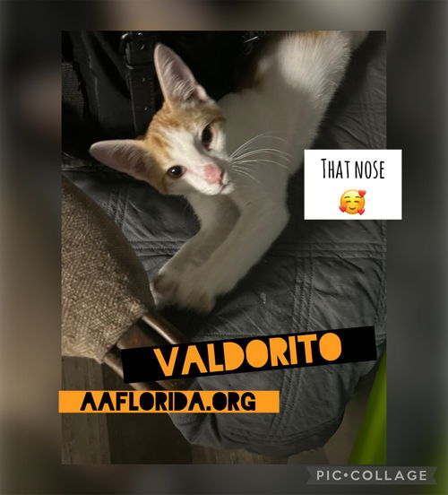 Veldorito