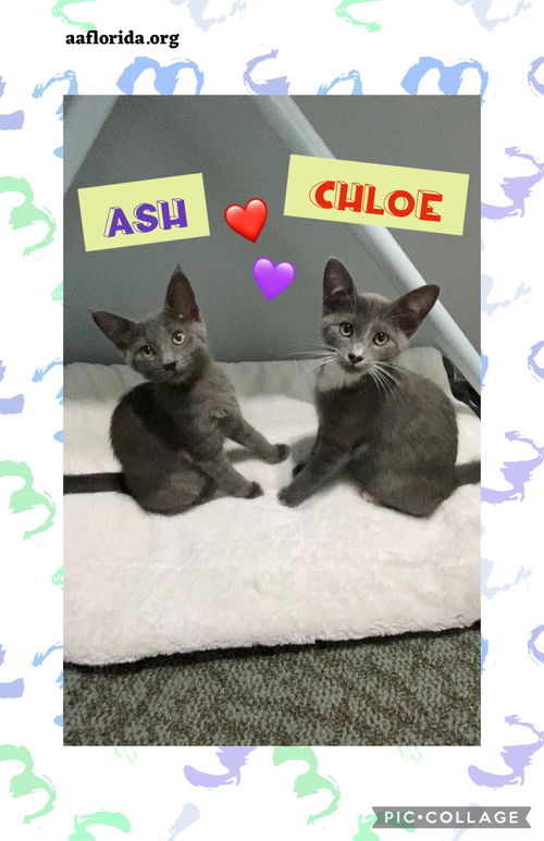 Ash & Chloe