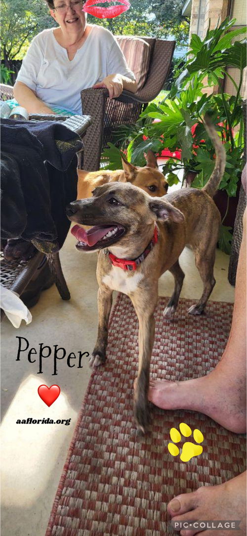 Pepper