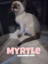 Myrtle