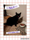 Willow G