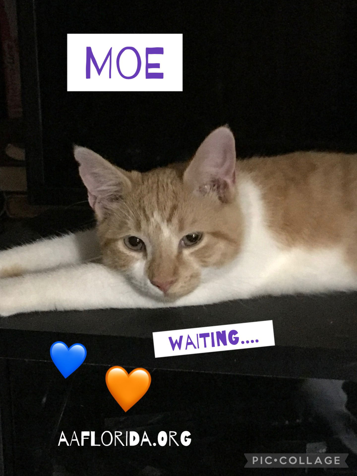 adoptable Cat in Pensacola, FL named Moe