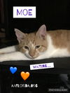 adoptable Cat in  named Moe