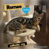 Romeo