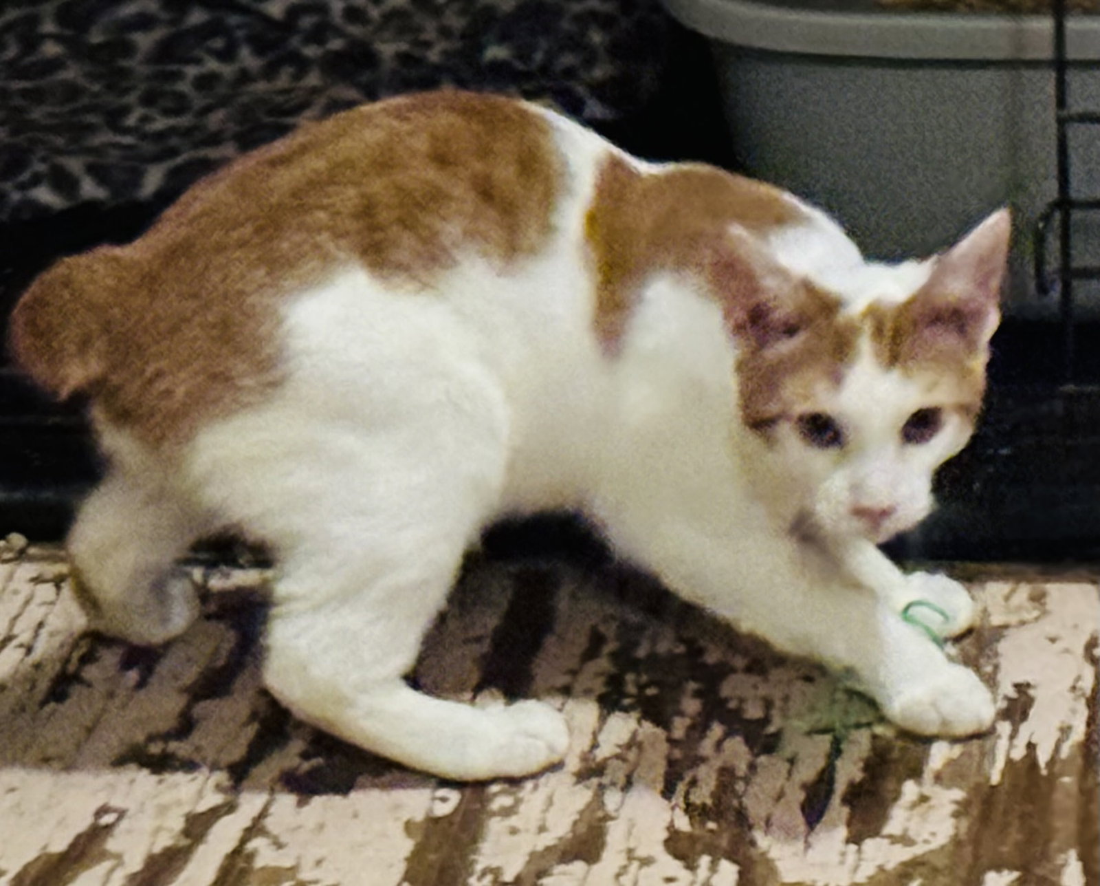 Timothy, photo 2