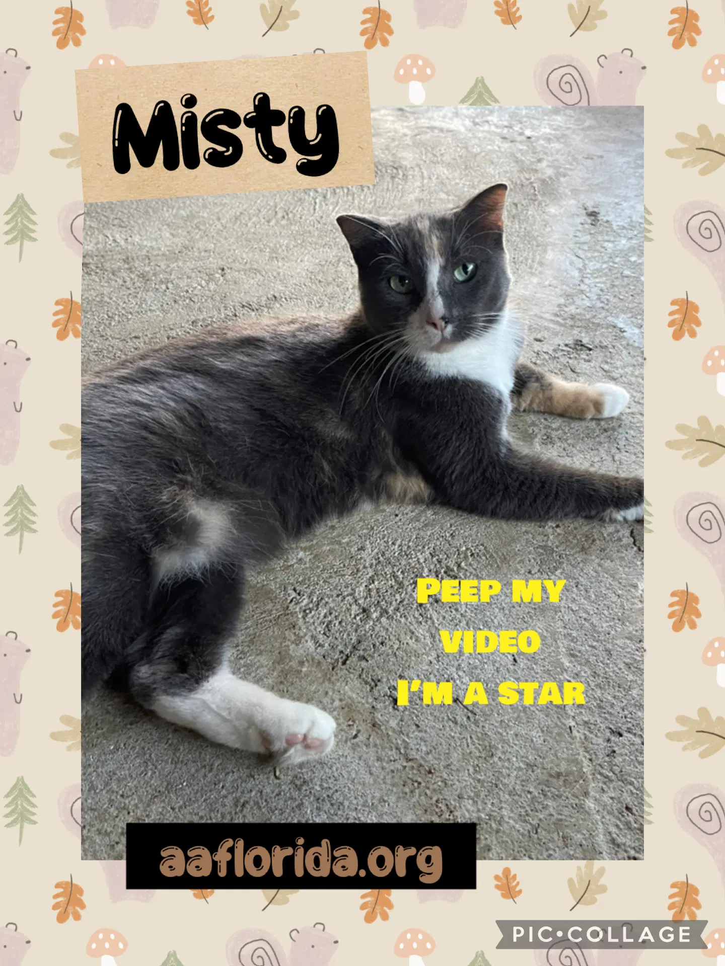 Misty Cyd - Calico