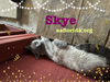 Skye *Cyd