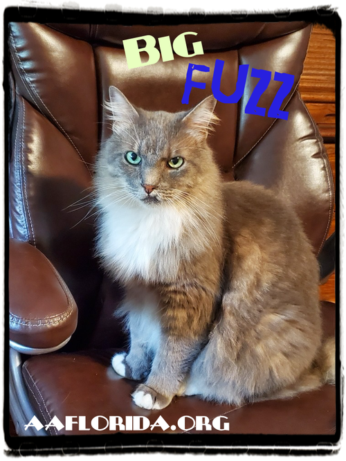Fuzz *Cyd