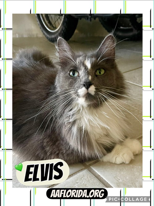 Elvis *Cyd