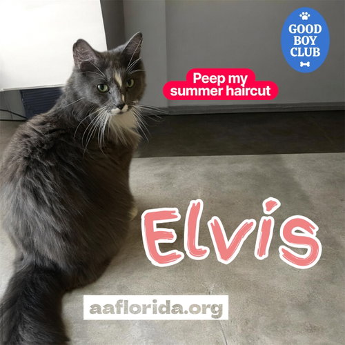 Elvis *Cyd photo 3