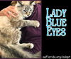 Lady Blue Eyes