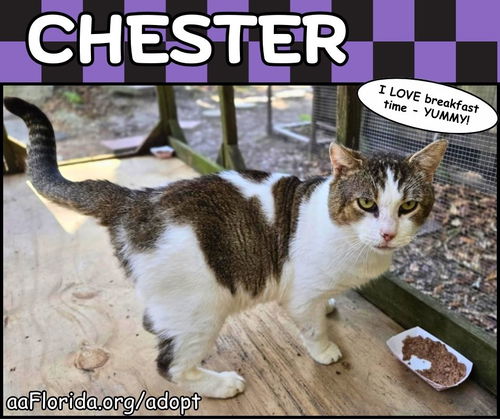 Chester