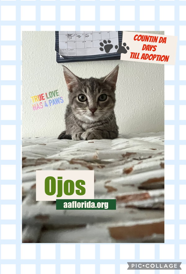 Ojos