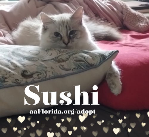 Sushi
