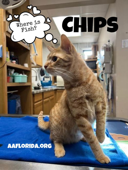 Chips
