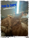 Chips