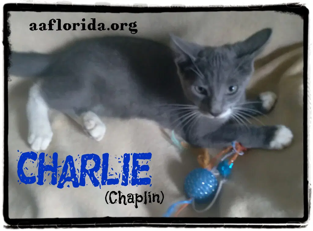 Charlie Chaplin image 3